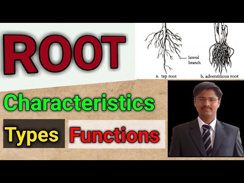 Root: Characteristics, Types & Functions