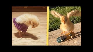 chicks Cute chickling  best viral A Funny chick Videos Compilation cute baby animals screenshot 3