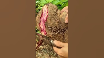 Super tajam!! Mengupas ubi ungu dengan cepat #short