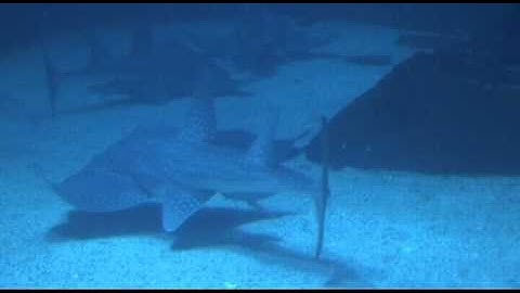 PL1: FOSSIL SHARKS AND RAYS