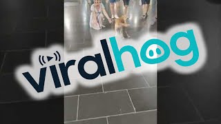 Dog Dances With Excitement || ViralHog