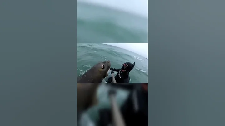 Attacked by a Southern Elephant Seal!