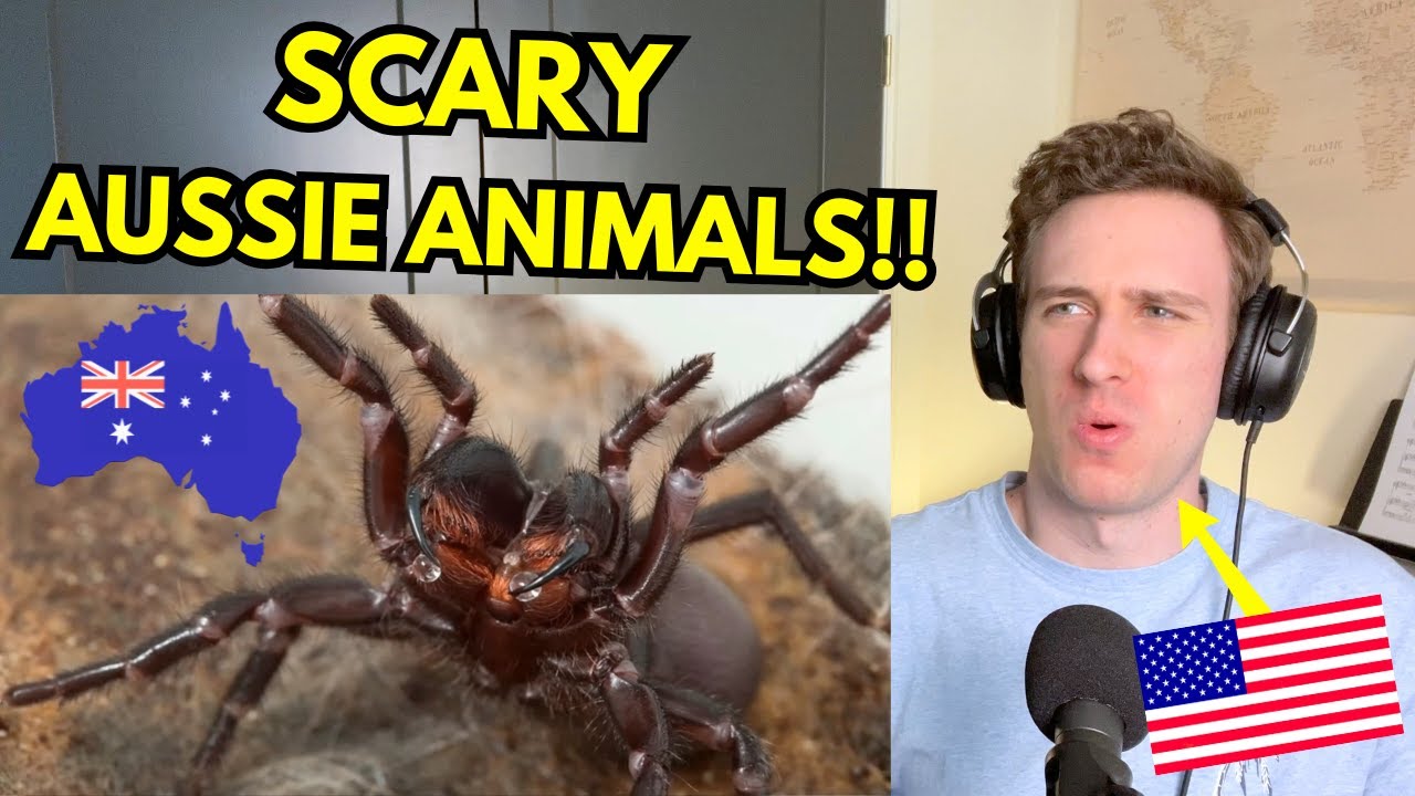 Australia's Most Dangerous Animals | American Reacts