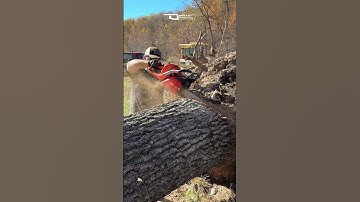 Ported 60CC ECHO CS620P Tackles Red Oak #chainsaw #firewood #sidehustle #oklahoma
