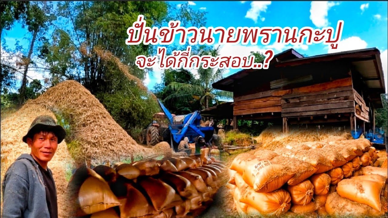 เสร็จสิ้นภารกิจทำนาปี ปีนี้หมานเติบอยู่