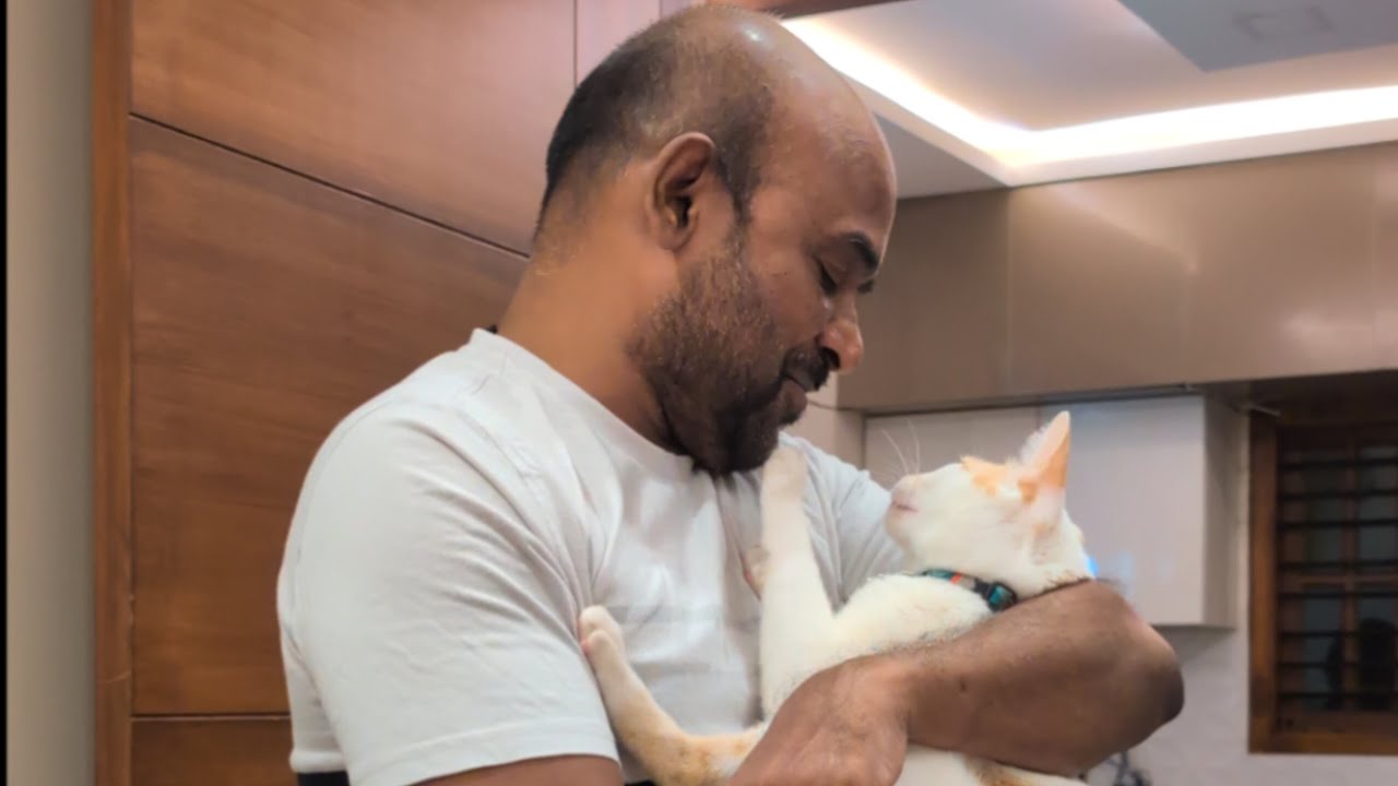 Krish Dad Krish wants to stay with his Dad #love #funny #cat #krish #pets # ...
