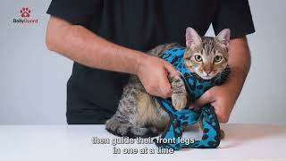 Putting On BellyGuard® Cat Recovery Garment
