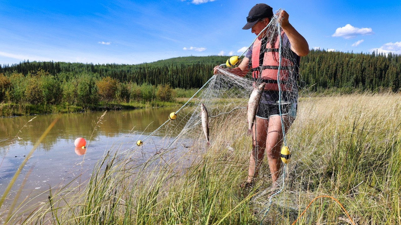 Summer at the Cabin | Chicks, Mushroom Hunting & Netting Whitefish