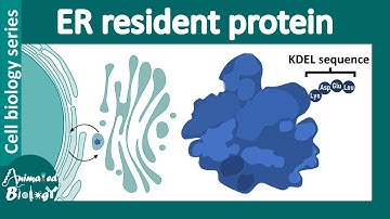 ER resident proteins ( KDEL sequence)