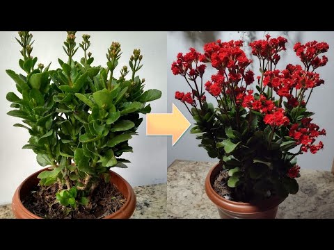 Vídeo: Floração caseira de Kalanchoe: como cuidar para que a planta floresça?