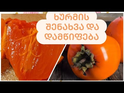 ხურმის შენახვა ზამთრისთვის და სწრაფად დამწიფების ხერხი. გიყვართ ხურმა? ეს ვიდეო თქვენთვისაა
