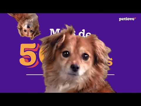 Petlove - A promoção mais animal de todos os tempos