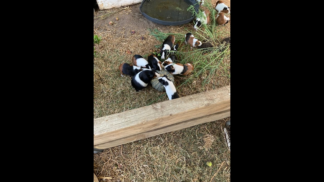 Guinea pigs attack pumpkin YouTube