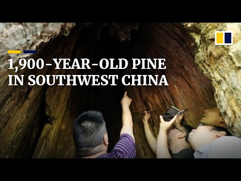 1,900-year-old pine discovered in southwest China