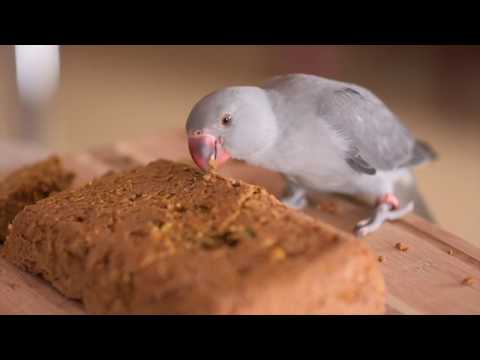 how-to-bake-bread-for-birds---easy-way!!-ft.-rho,-my-indian-ringneck-baby-girl