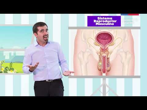 Sistema reproductor femenino y masculino/Cs. Naturales 6° básico