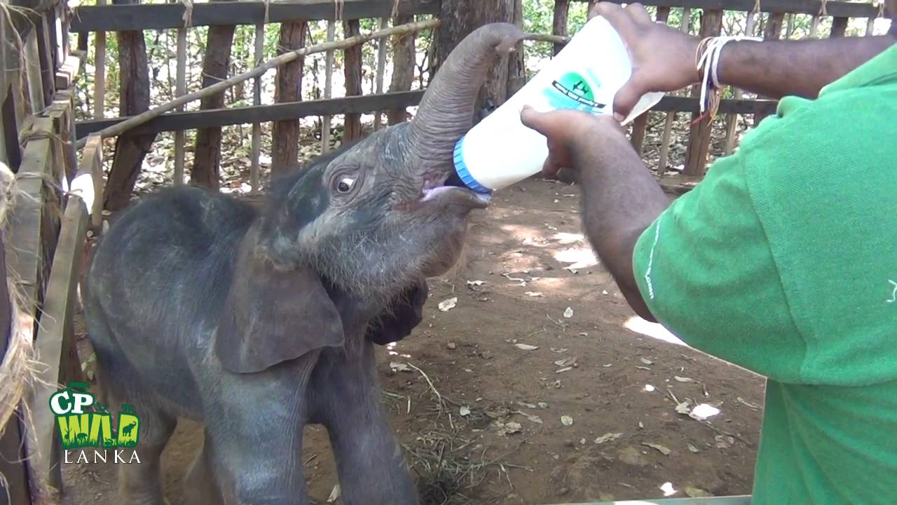 baby elephant milk feeding