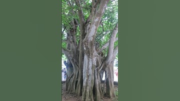 Cây Đa cổ thụ #danang #tree