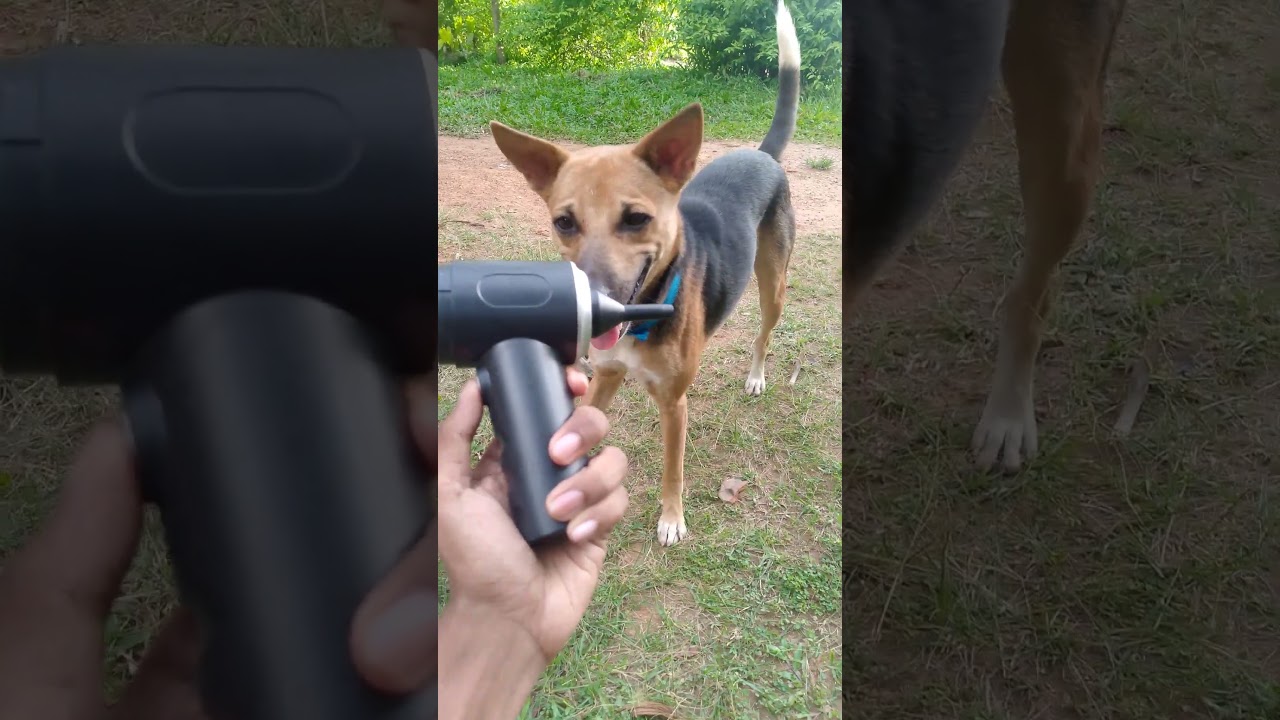 I Control My Dog with a Broom 😂