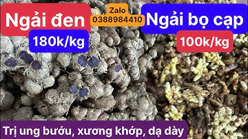 Tác dụng trị bệnh của ngải đen và nghệ bọ cạp vàng