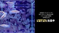 Yuppi 虹色黒目園 Youtube