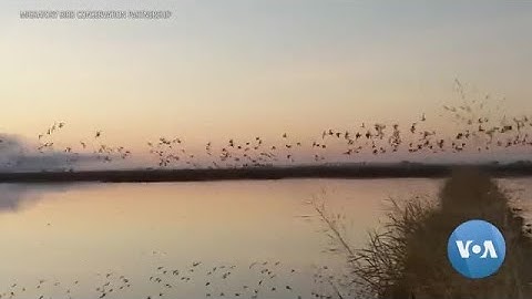 Big Data and Farmers Create Instant Wetlands to Help Migrating Birds