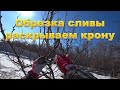 Обрезка сливы  Раскрываем крону