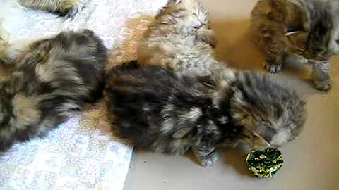 Watch the video about Cute Persian kittens
