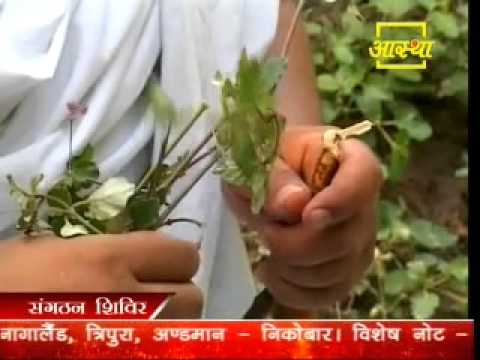 Vídeo: Com Distingir Un Hogweed Verinós D'un Medicinal?