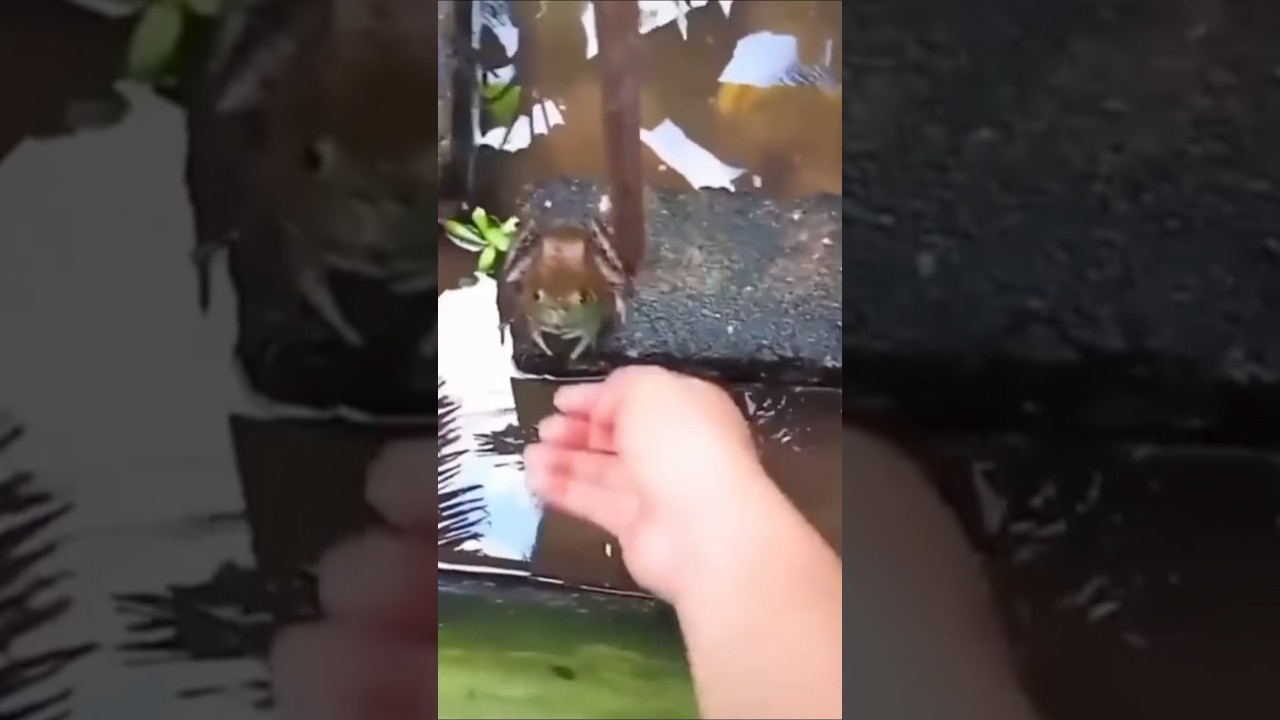 ウシガエルの腹をくすぐると…