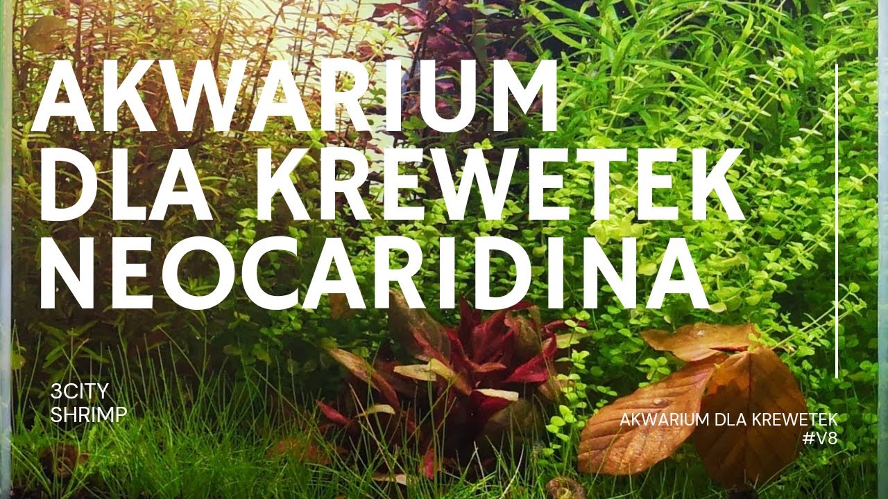 Akwarium dla krewetek neocaridina, jak założyć. Co musisz wiedzieć o krewetkach neocaridina.
