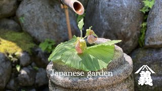 Fresh green in Japanese garden. 新緑の日本庭園【伊藤造園】