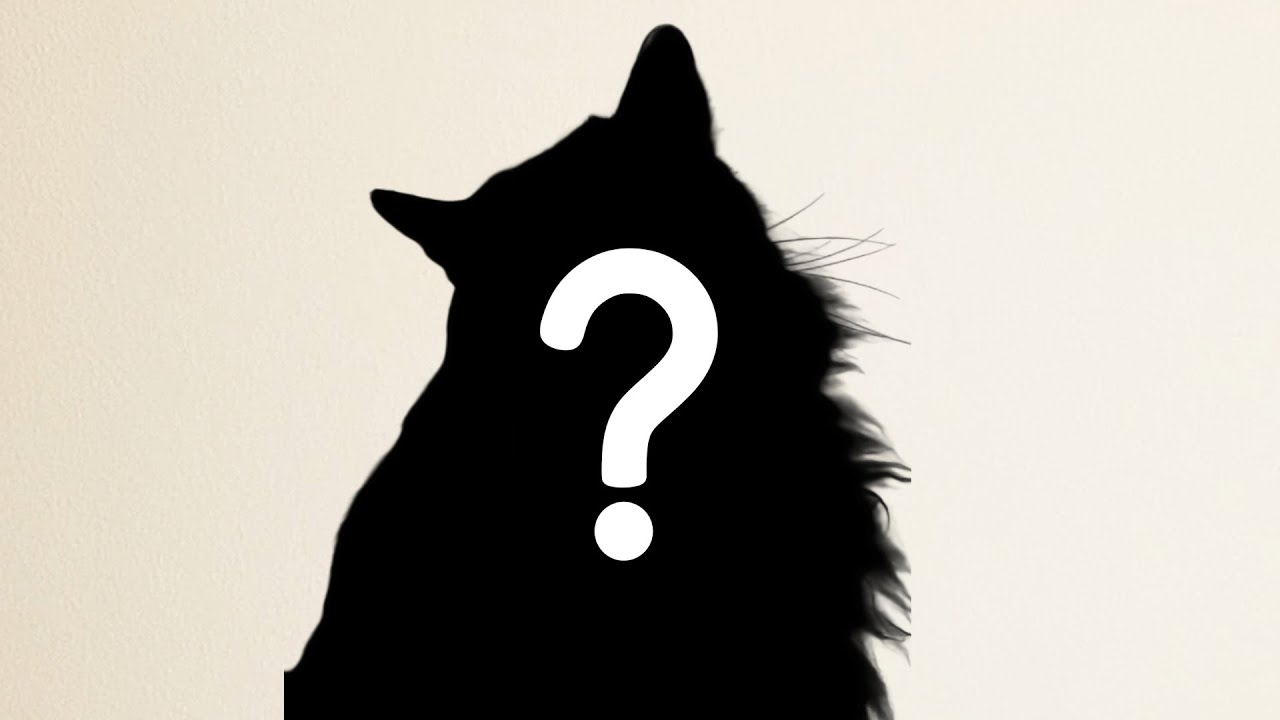 DNA testing deaf cat | [RESULTS INCLUDED]