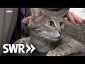 Ein Entenküken, ein Dackel und eine Katze | SWR Tierarztgeschichten