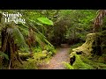 The most magical rainforest walk  walking ambience  temperate rainforest  philosopher falls