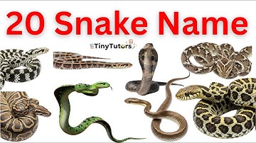 20 Types of Snakes for Kids | Learn Snake Names in Hindi & English | Fun Learning Video 🐍