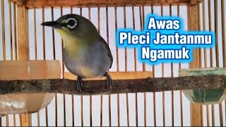 Pleci betina super birahi ngecir ngecir pleci jantan langsung nyaut Gacor nembak