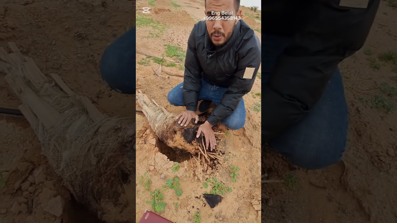 الامراض الفطريه في فسائل النخيل وعلاجها