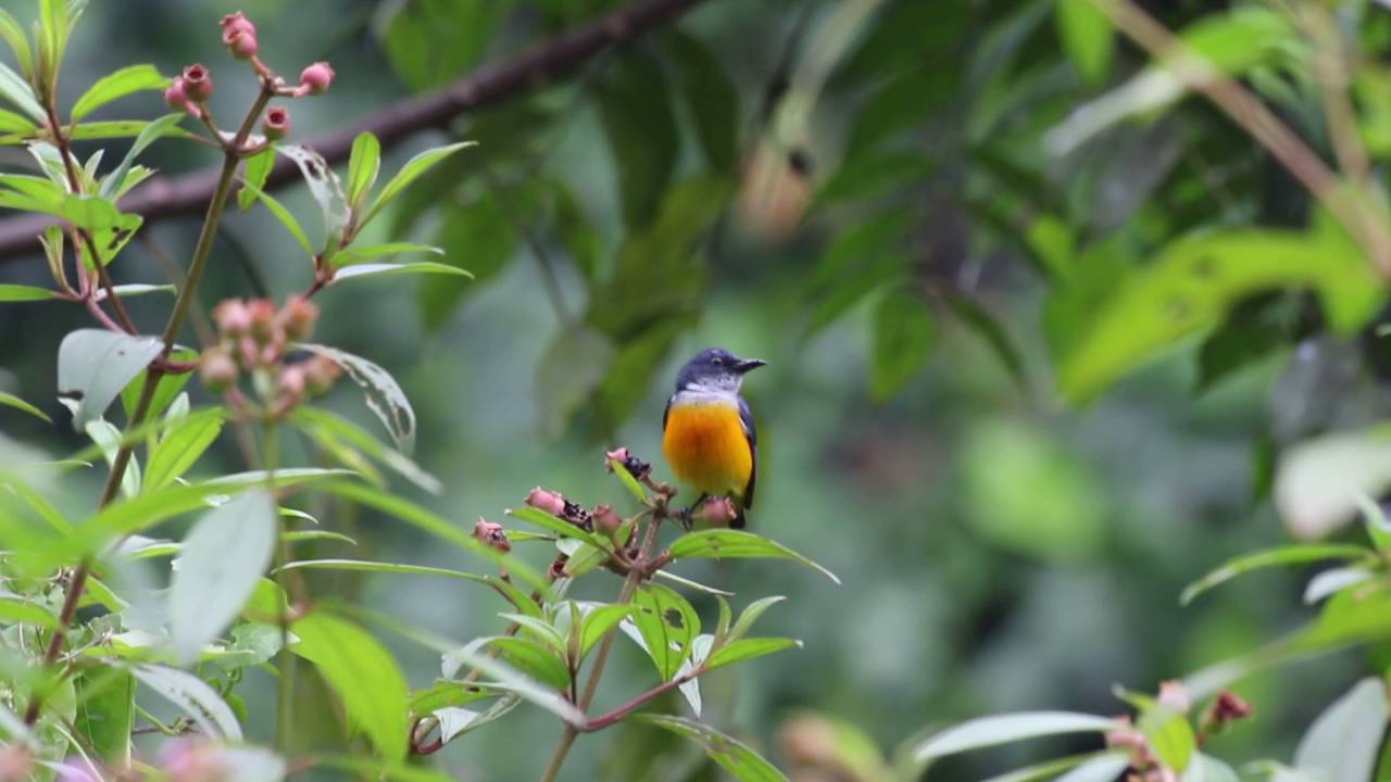 Orange Bellied Flower Pecker 1 