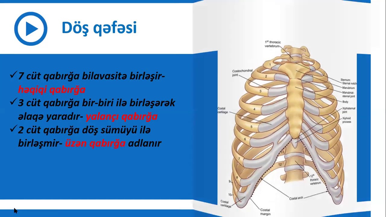 9-cu sinif Biologiya - İnsanın skeleti - Göbdə skeleti