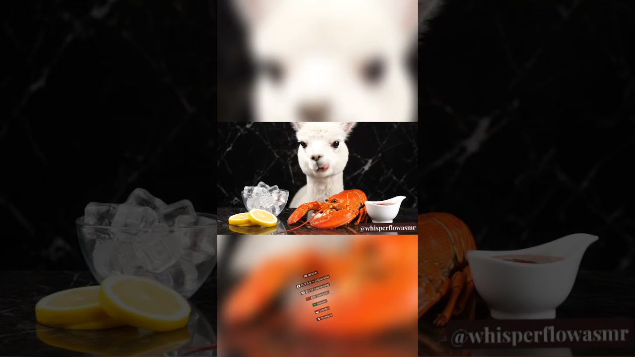 Alpaca Eats Escargot, Sushi & Macarons?! 🦙✨ | Fancy ASMR Animal Mukbang