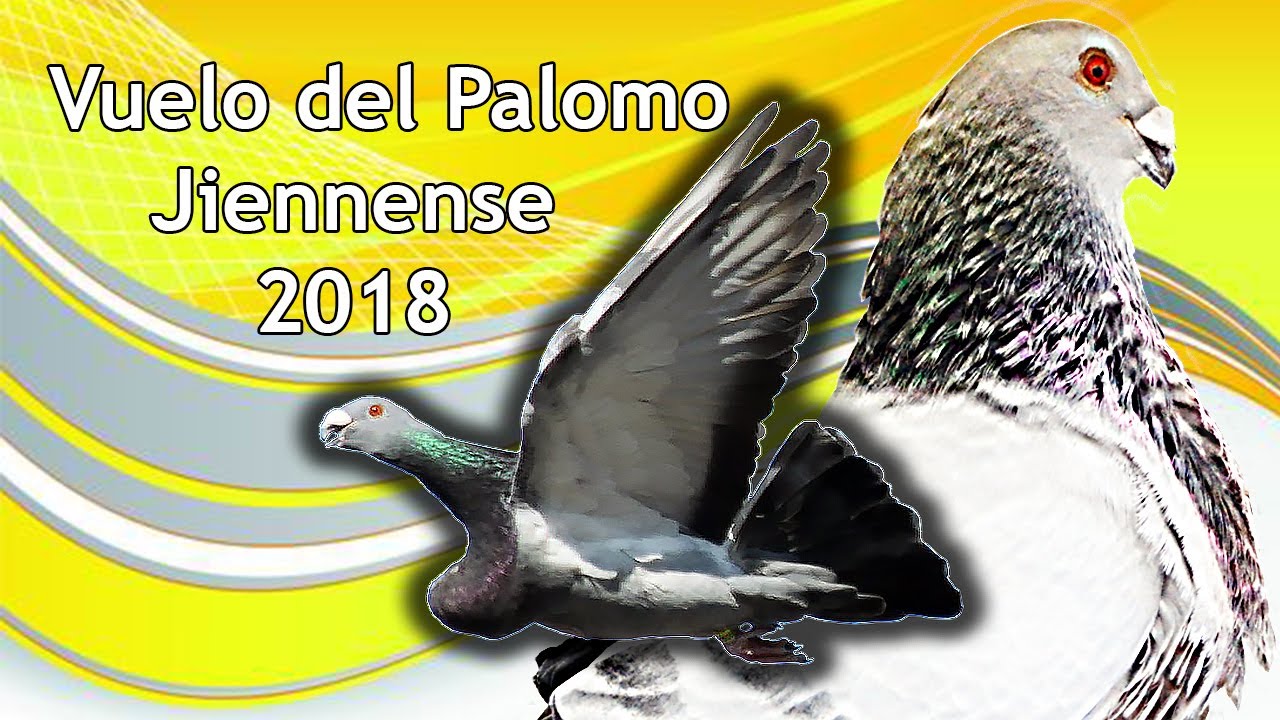 preparacion del vuelo del buchon jiennense 2018
