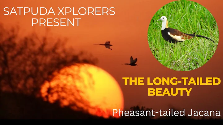 Discovering the Enchanting "Long-tailed Beauty : Pheasant-tailed Jacana"; Nature's Masterpiece. - DayDayNews