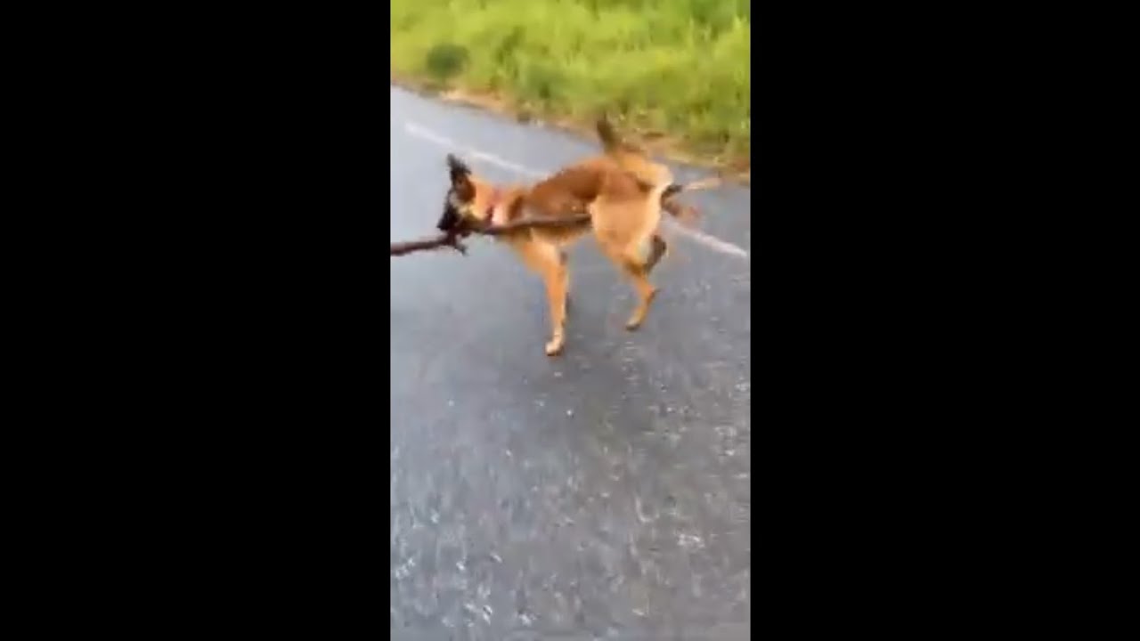 Dog Holding Big Stick Walking Very Funny With It