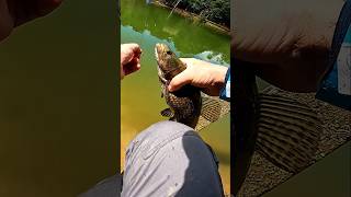 TRAÍRA na traia de TILÁPIA #pesca
