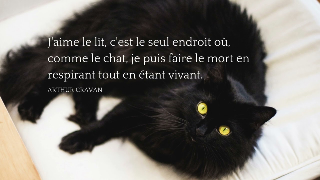 Video Citation Chat Top 25 Des Citations Sur La Beaute Des Chats En Video Youtube Video Citation Chat Top 25 Des Citations Sur La Beaute Des Chats En Video Youtube