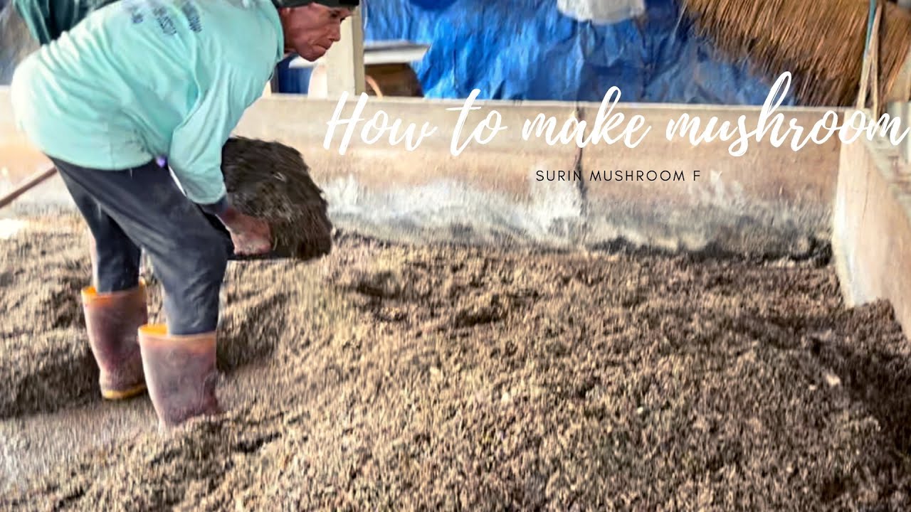 Paddy Straw mushroom Cultivation Training AT surin mushroom farm YouTube
