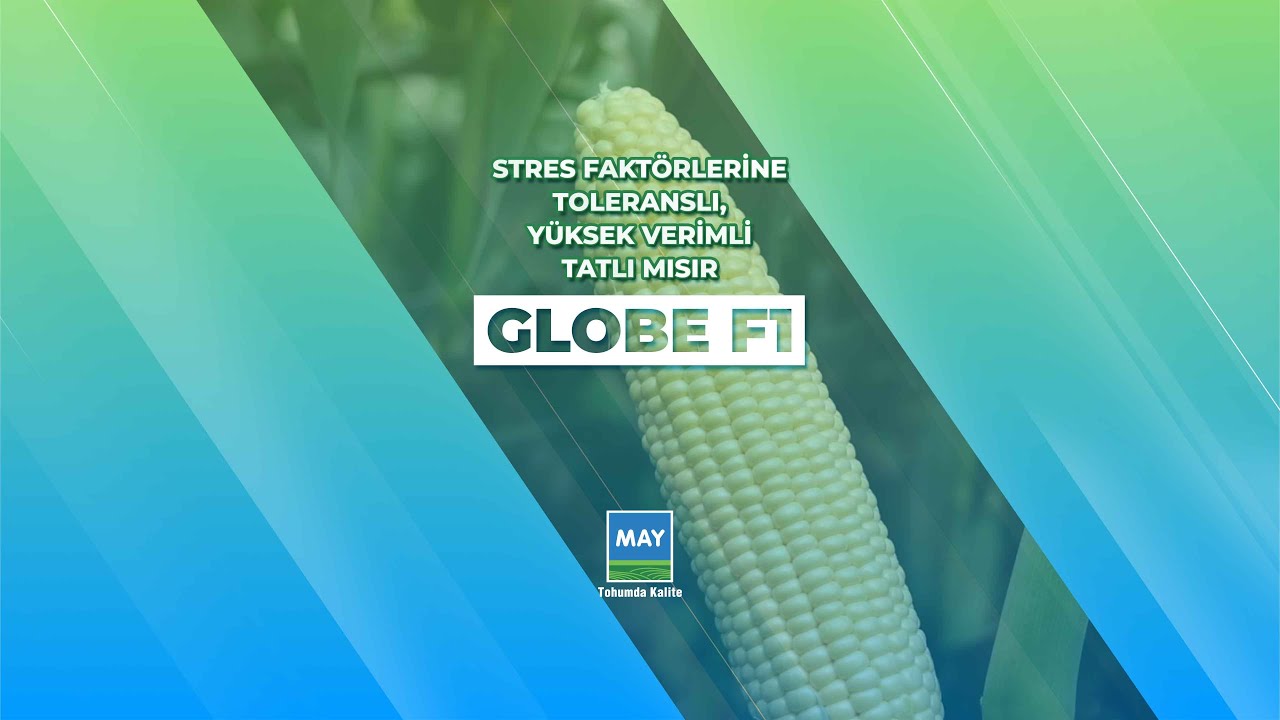 Stres Faktörlerine Toleranslı, Yüksek Verimli Tatlı Mısır; GLOBE F1