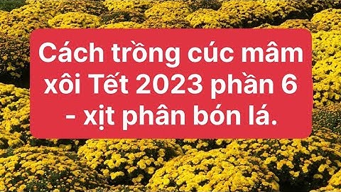 Cách trồng cúc mâm xôi Tết 2023 phần 6 - Xịt phân bón lá cập nhật 7/7 ÂL