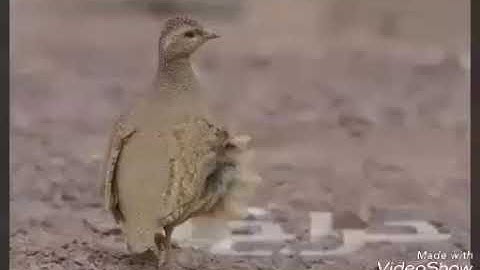 See See partridge sound